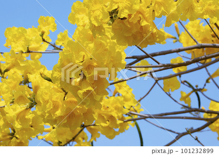 黄色い花 黄色の花 黄色花 101232899