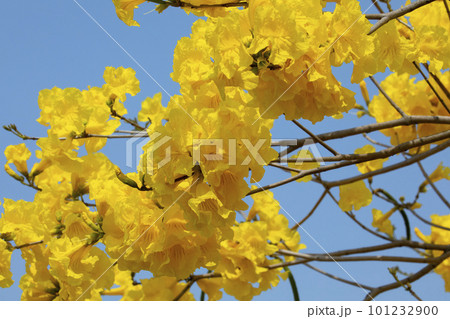 黄色い花 黄色の花 黄色花 101232900