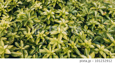 Japanese pachysandra or Pachysandra terminalis. Beautiful nature Green plant background. Japanese pachysandra or Pachysandra terminalis. Beautiful nature Green plant background. 101232912