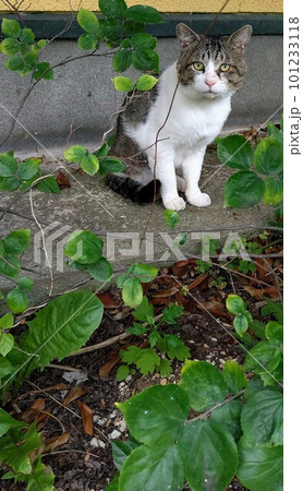 見つめるのら猫 見つめるのら猫 101233118