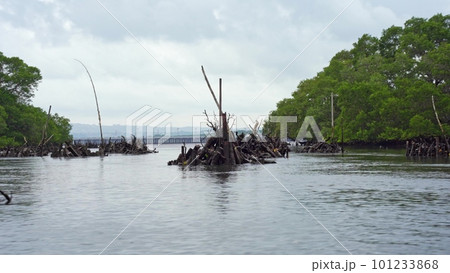 flooded trees in the bay, taken from a drone in 4k format during the flood flooded trees in the bay, taken from a drone in 4k format during the flood 101233868