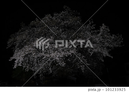 夜の桜 101233925
