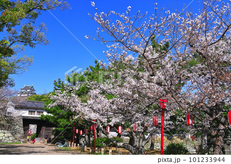 【和歌山県】快晴の和歌山城と満開の桜（天守閣と岡口門） 101233944