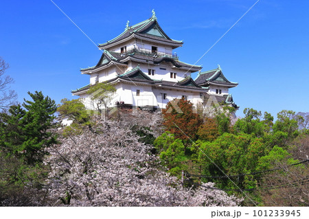【和歌山県】快晴の和歌山城と満開の桜 【和歌山県】快晴の和歌山城と満開の桜 101233945