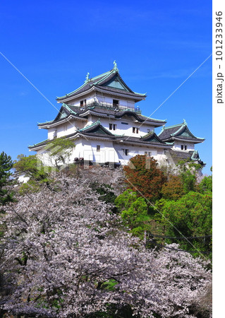 【和歌山県】快晴の和歌山城と満開の桜 101233946