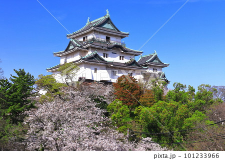 【和歌山県】快晴の和歌山城と満開の桜 101233966