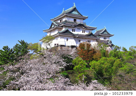 【和歌山県】快晴の和歌山城と満開の桜 101233979