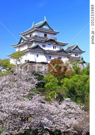 【和歌山県】快晴の和歌山城と満開の桜 101233989