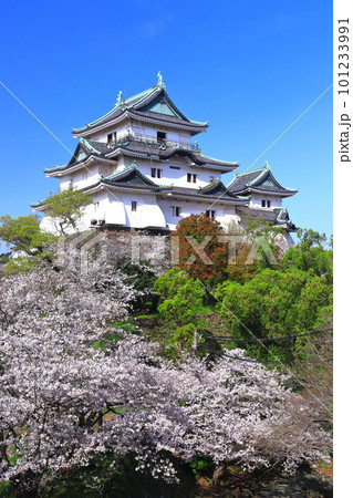 【和歌山県】快晴の和歌山城と満開の桜 101233991