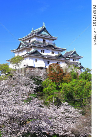 【和歌山県】快晴の和歌山城と満開の桜 101233992