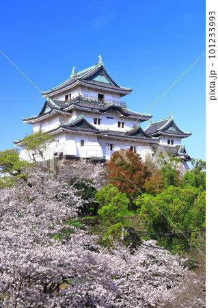 【和歌山県】快晴の和歌山城と満開の桜 101233993