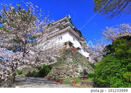 【和歌山県】快晴の和歌山城と満開の桜 101233999