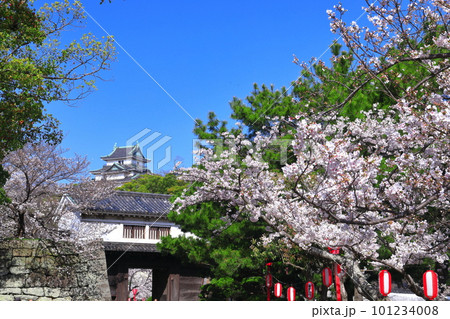 【和歌山県】快晴の和歌山城と満開の桜（天守閣と岡口門） 101234008