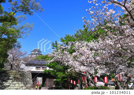 【和歌山県】快晴の和歌山城と満開の桜(天守閣と岡口門) 【和歌山県】快晴の和歌山城と満開の桜(天守閣と岡口門) 101234011