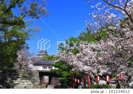 【和歌山県】快晴の和歌山城と満開の桜（天守閣と岡口門） 101234012