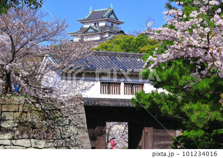 【和歌山県】快晴の和歌山城と満開の桜（天守閣と岡口門） 101234016