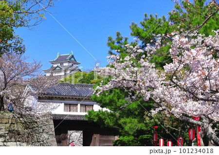 【和歌山県】快晴の和歌山城と満開の桜（天守閣と岡口門） 101234018