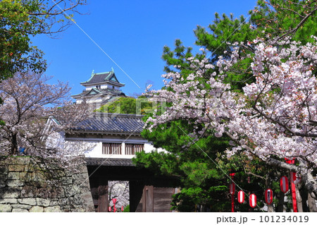 【和歌山県】快晴の和歌山城と満開の桜（天守閣と岡口門） 101234019