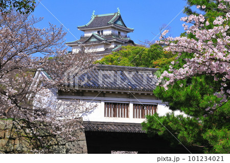 【和歌山県】快晴の和歌山城と満開の桜（天守閣と岡口門） 101234021
