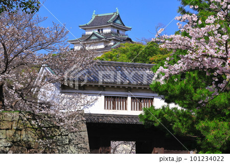 【和歌山県】快晴の和歌山城と満開の桜（天守閣と岡口門） 101234022