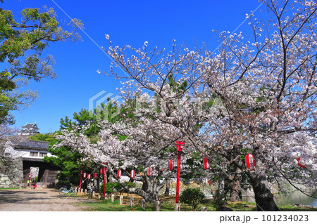 【和歌山県】快晴の和歌山城と満開の桜（天守閣と岡口門） 101234023