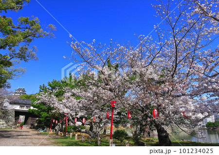 【和歌山県】快晴の和歌山城と満開の桜（天守閣と岡口門） 101234025