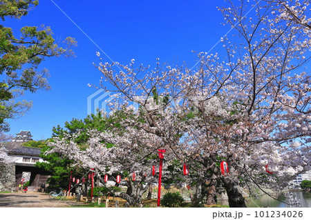 【和歌山県】快晴の和歌山城と満開の桜（天守閣と岡口門） 101234026