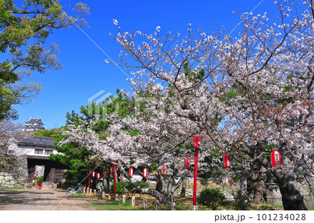 【和歌山県】快晴の和歌山城と満開の桜（天守閣と岡口門） 101234028