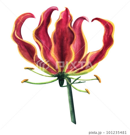 Red gloriosa fire lily flower with curly petals. Botanical. Jungle, tropical, exotic, foliage. Hand-drawn watercolor illustration isolated on white 101235481