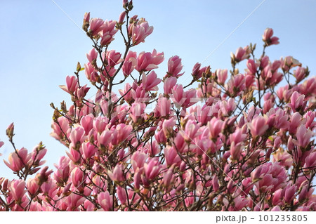 サクラモクレン サクラモクレン 101235805