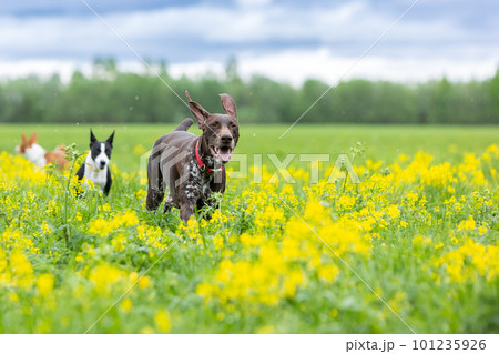 Several dogs of the Shorthaired German Hound (Kurzhaar) and Basenji breeds run across a green field with yellow flowers. High quality photo 101235926