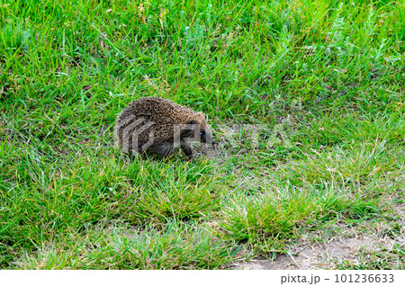 Young hedgehog on green grass. 101236633
