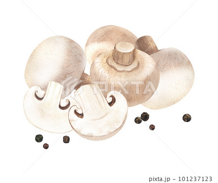 Watercolor group fresh champignon mushrooms. Hand-drawn illustration isolated on white background. Perfect concept for healthy food, design packing, concept for cafe, restaurant element, recipe book. Watercolor group fresh champignon mushrooms. Hand-drawn illustration isolated on white background. Perfect concept for healthy food, design packing, concept for cafe, restaurant element, recipe book. 101237123