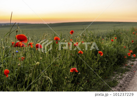 Wild red summer poppies in wheat field. Meadow of wheat and poppy. Nature composition. 101237229