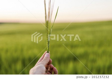 Farmer's hand holding a green ears of barley in a sunset. Agriculture. The concept of agriculture, healthy eating, organic food. Farmer's hand holding a green ears of barley in a sunset. Agriculture. The concept of agriculture, healthy eating, organic food. 101237232