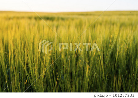 Barleys sprout growing in soil. Close up on sprouting barley. Barleys sprout growing in soil. Close up on sprouting barley. 101237233