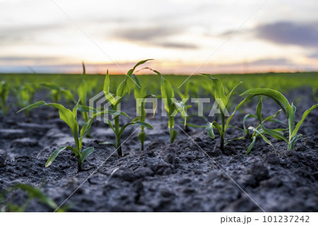 Rows of young corn plants on a fertile field with dark soil in beautiful warm sunset sunshine. Agriculture. Rows of young corn plants on a fertile field with dark soil in beautiful warm sunset sunshine. Agriculture. 101237242