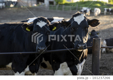 Milk cows in a pen on a farm. Livestock concept. Dairy farm, cattle, feeding cows on farm. 101237266