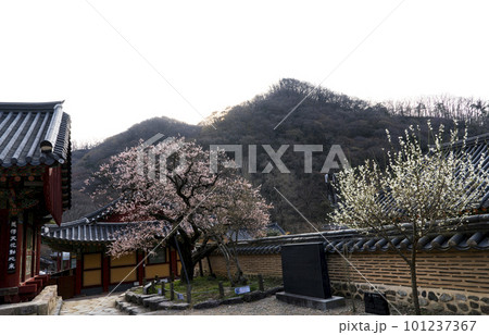 350-year-old red apricot blossoms at Baekyangsa Temple in Jangseong (Gobulmae) 101237367