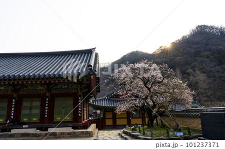 350-year-old red apricot blossoms at Baekyangsa Temple in Jangseong (Gobulmae) 101237371