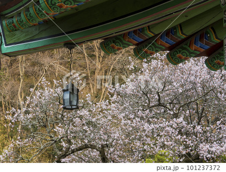 350-year-old red apricot blossoms at Baekyangsa Temple in Jangseong (Gobulmae) 101237372