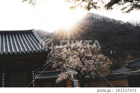 350-year-old red apricot blossoms at Baekyangsa Temple in Jangseong (Gobulmae) 101237373