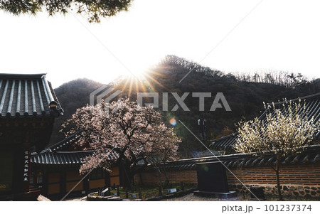 350-year-old red apricot blossoms at Baekyangsa Temple in Jangseong (Gobulmae) 101237374
