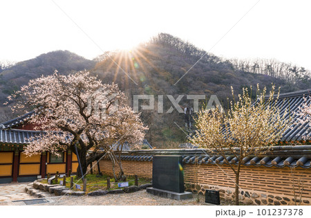 350-year-old red apricot blossoms at Baekyangsa Temple in Jangseong (Gobulmae) 101237378