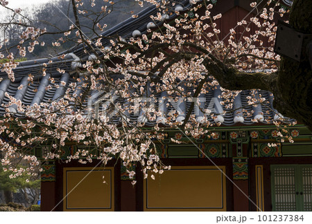 350-year-old red apricot blossoms at Baekyangsa Temple in Jangseong (Gobulmae) 101237384