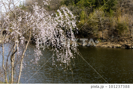 White cherry blossom branches hanging over the river White cherry blossom branches hanging over the river 101237388