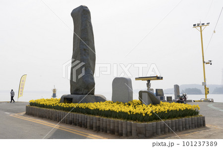 A garden of yellow daffodils blooming on the island road of 1004, Shinan-gun 101237389