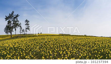 A garden of yellow daffodils blooming on the island road of 1004, Shinan-gun A garden of yellow daffodils blooming on the island road of 1004, Shinan-gun 101237394