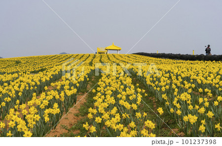 A garden of yellow daffodils blooming on the island road of 1004, Shinan-gun A garden of yellow daffodils blooming on the island road of 1004, Shinan-gun 101237398