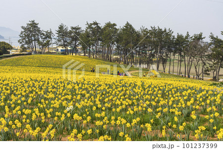 A garden of yellow daffodils blooming on the island road of 1004, Shinan-gun 101237399